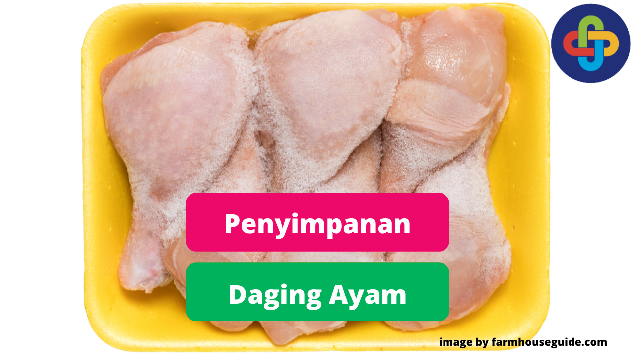 Tips Dalam Menyimpan Daging Ayam Dengan Tepat